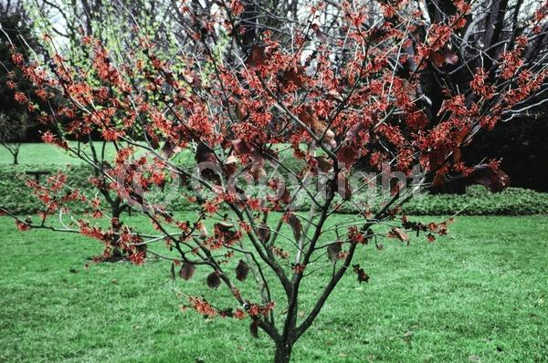 Red blooms; Deciduous; Broadleaf
