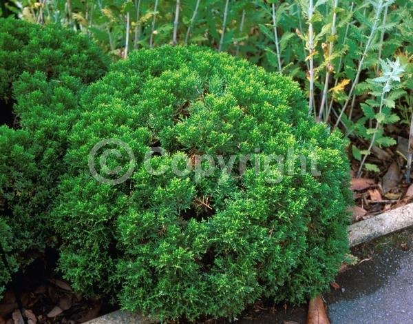 Blue blooms; White blooms; Evergreen