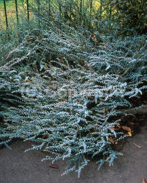 Blue blooms; Purple blooms; Evergreen