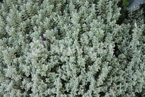 White blooms; Evergreen; 