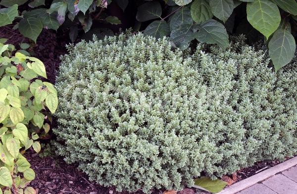 White blooms; Evergreen; 