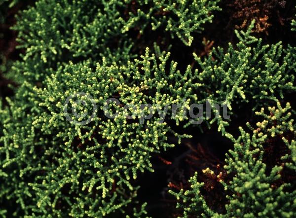 Yellow blooms; White blooms; Evergreen