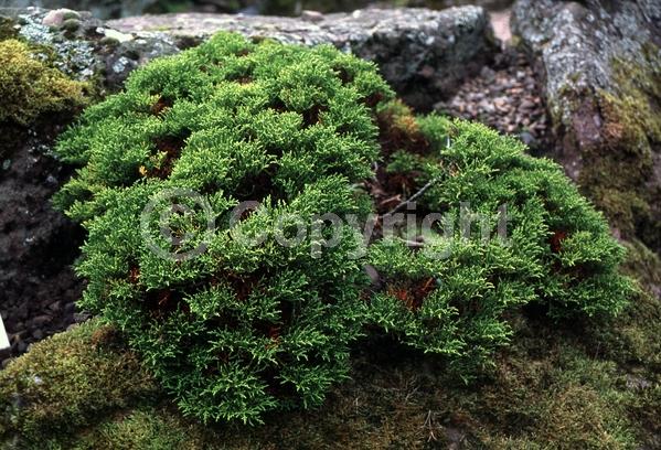 Yellow blooms; White blooms; Evergreen