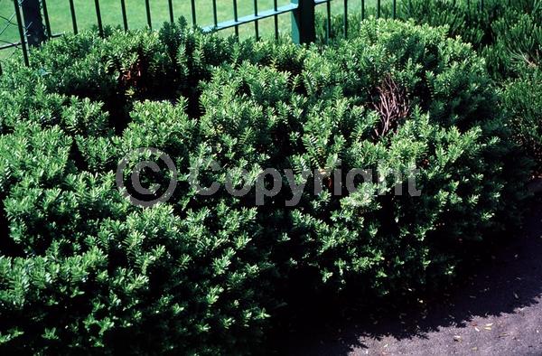 White blooms; Pink blooms; Evergreen