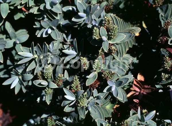 White blooms; Pink blooms; Evergreen