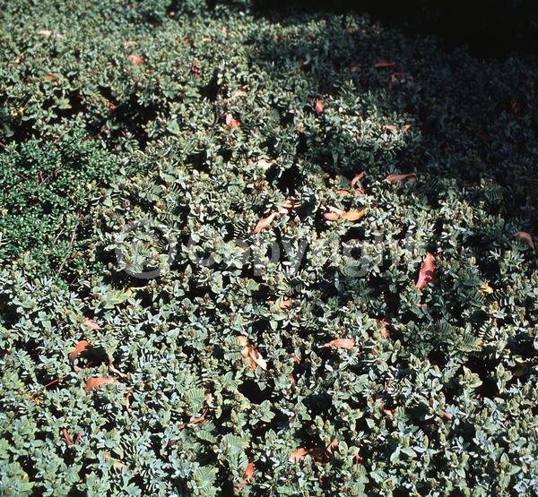 White blooms; Pink blooms; Evergreen