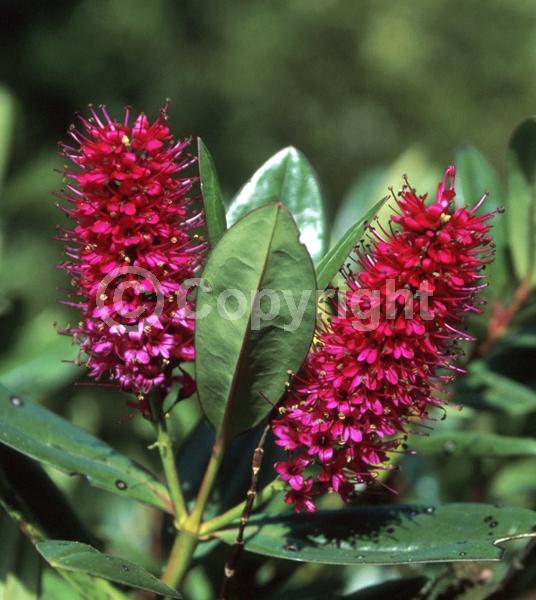 Red blooms; Evergreen; Broadleaf