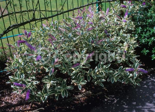 Purple blooms; Semi-evergreen