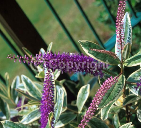 Purple blooms; Semi-evergreen