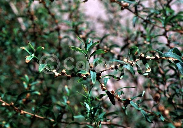 Yellow blooms; Deciduous; North American Native