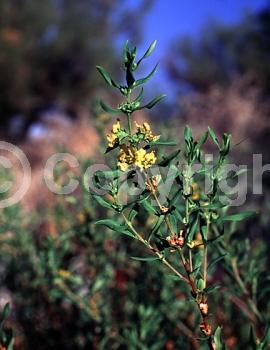 Yellow blooms; Deciduous; North American Native