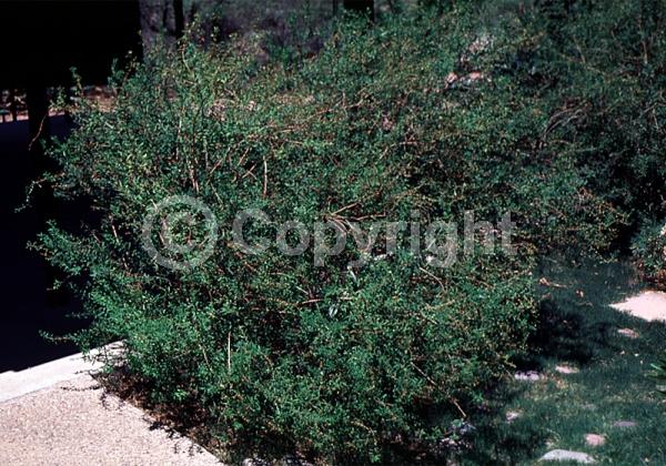 Yellow blooms; Deciduous; North American Native