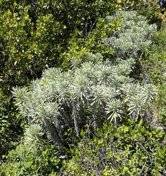 White blooms; Evergreen; Broadleaf; North American Native