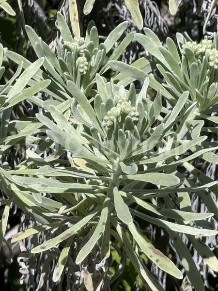 White blooms; Evergreen; Broadleaf; North American Native