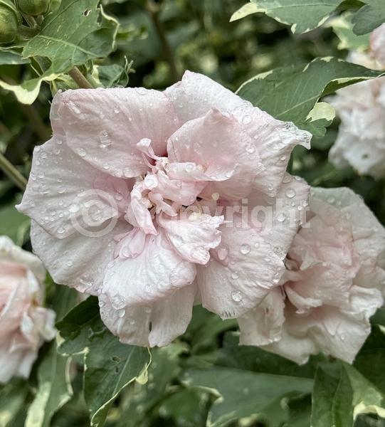 Pink blooms; Deciduous; Broadleaf