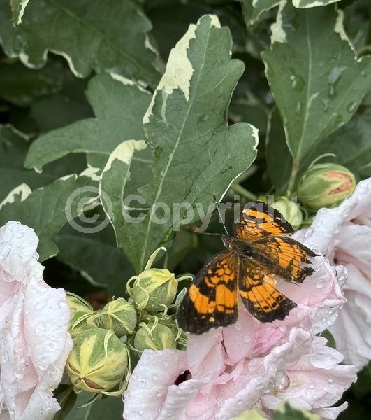 Pink blooms; Deciduous; Broadleaf