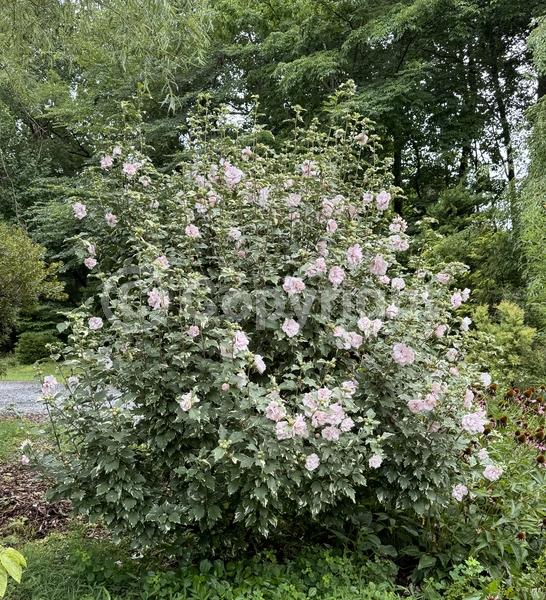 Pink blooms; Deciduous; Broadleaf