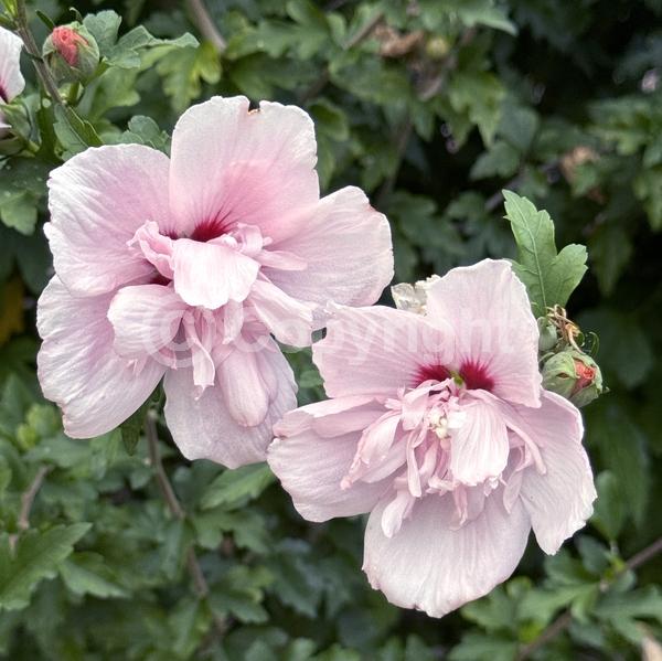 Pink blooms; Deciduous; Broadleaf
