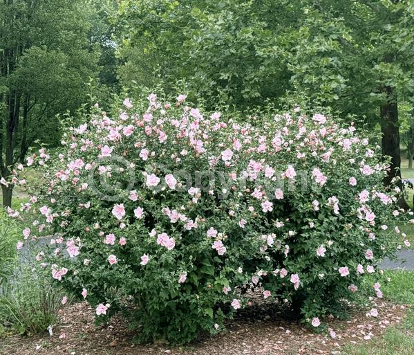 Pink blooms; Deciduous; Broadleaf