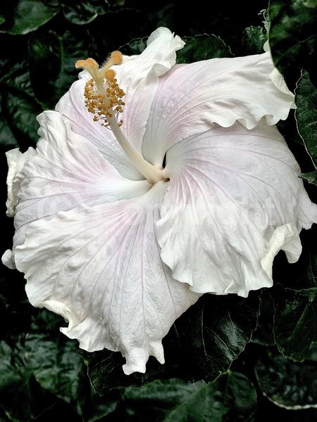 Red blooms; Orange blooms; Yellow blooms; White blooms; Pink blooms; Salmon blooms; Evergreen; Needles or needle-like leaf