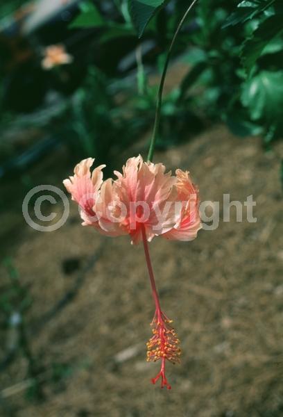 Red blooms; Orange blooms; Yellow blooms; White blooms; Pink blooms; Salmon blooms; Evergreen; Needles or needle-like leaf