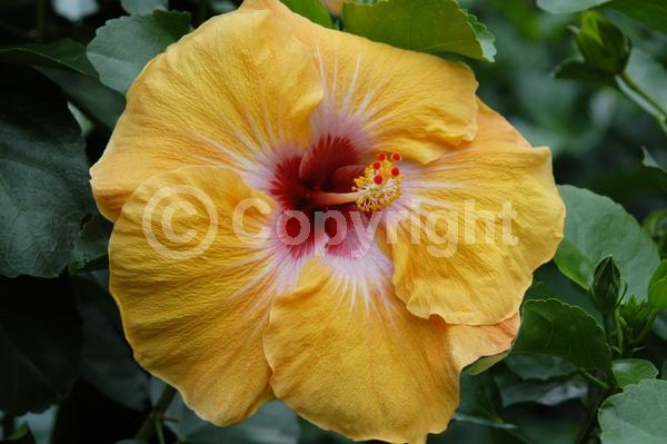 Orange blooms; Evergreen