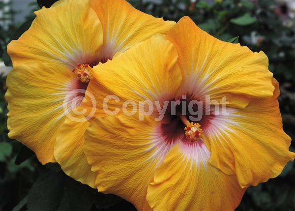 Orange blooms; Evergreen