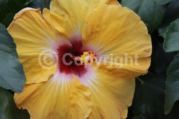 Orange blooms; Evergreen