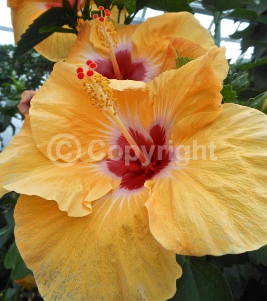 Orange blooms; Evergreen