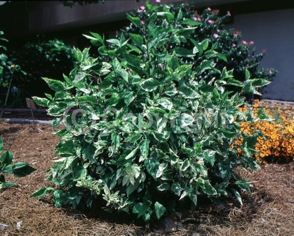 Pink blooms; Evergreen; Needles or needle-like leaf