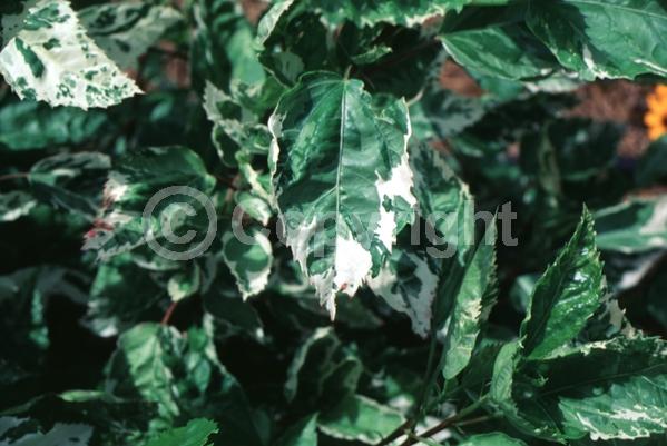 Pink blooms; Evergreen; Needles or needle-like leaf