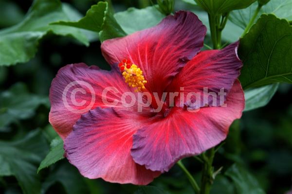 Red blooms; Orange blooms; Yellow blooms; White blooms; Pink blooms; Salmon blooms; Evergreen; Needles or needle-like leaf