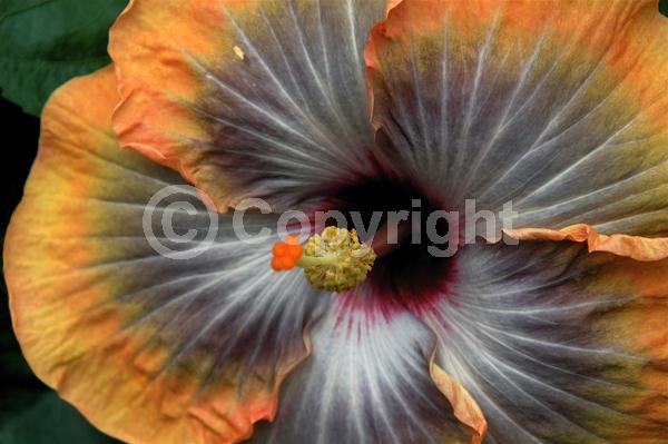 Red blooms; Orange blooms; Yellow blooms; White blooms; Pink blooms; Salmon blooms; Evergreen; Needles or needle-like leaf