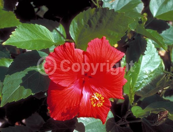 Red blooms; Orange blooms; Yellow blooms; White blooms; Pink blooms; Salmon blooms; Evergreen; Needles or needle-like leaf