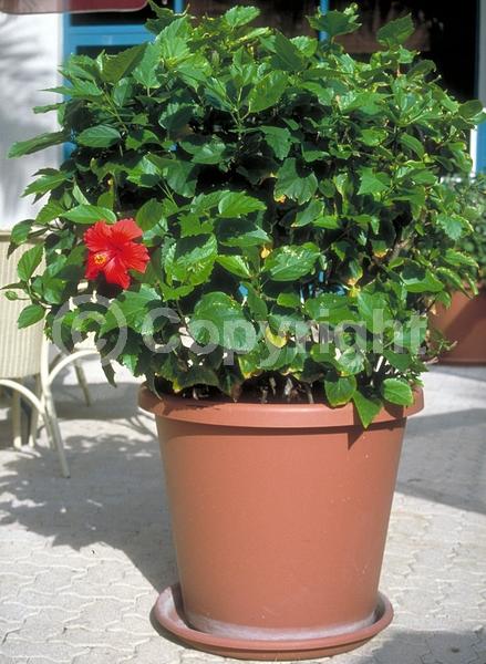 Red blooms; Orange blooms; Yellow blooms; White blooms; Pink blooms; Salmon blooms; Evergreen; Needles or needle-like leaf