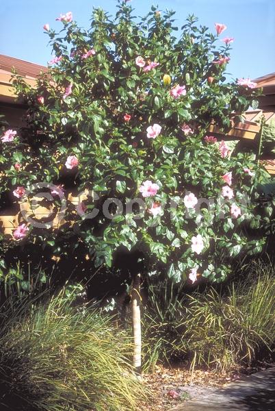 Red blooms; Orange blooms; Yellow blooms; White blooms; Pink blooms; Salmon blooms; Evergreen; Needles or needle-like leaf