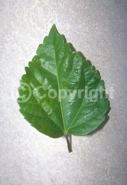 Red blooms; Orange blooms; Yellow blooms; White blooms; Pink blooms; Salmon blooms; Evergreen; Needles or needle-like leaf