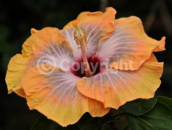 Red blooms; Orange blooms; Yellow blooms; White blooms; Pink blooms; Salmon blooms; Evergreen; Needles or needle-like leaf