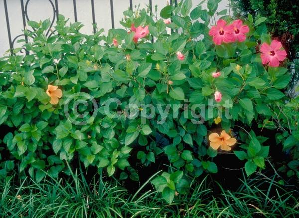 Red blooms; Orange blooms; Yellow blooms; White blooms; Pink blooms; Salmon blooms; Evergreen; Needles or needle-like leaf