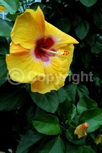 Red blooms; Orange blooms; Yellow blooms; White blooms; Pink blooms; Salmon blooms; Evergreen; Needles or needle-like leaf