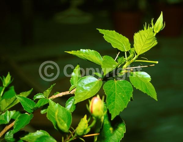 Red blooms; Orange blooms; Yellow blooms; White blooms; Pink blooms; Salmon blooms; Evergreen; Needles or needle-like leaf