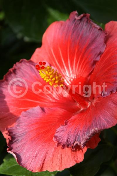 Red blooms; Orange blooms; Yellow blooms; White blooms; Pink blooms; Salmon blooms; Evergreen; Needles or needle-like leaf