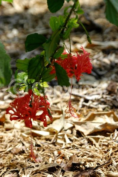 Red blooms; Pink blooms; Evergreen; Needles or needle-like leaf