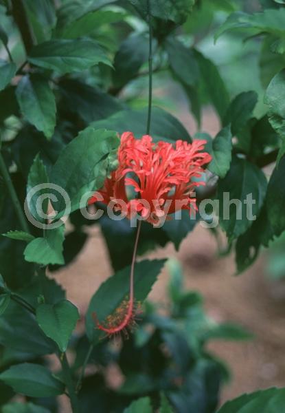 Red blooms; Pink blooms; Evergreen; Needles or needle-like leaf