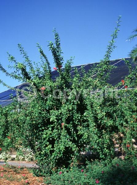 Red blooms; Pink blooms; Evergreen; Needles or needle-like leaf