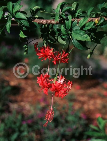Red blooms; Pink blooms; Evergreen; Needles or needle-like leaf