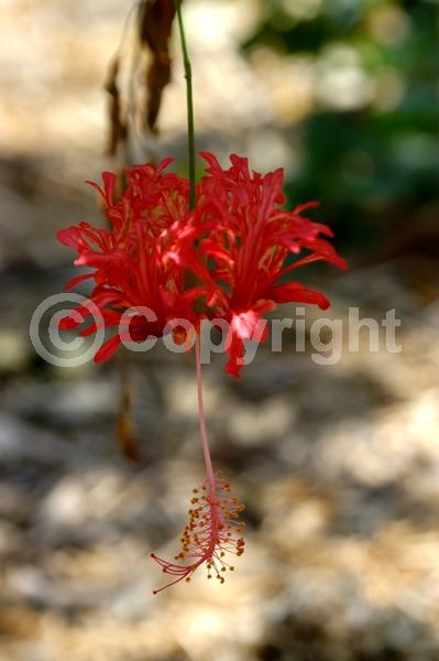 Red blooms; Pink blooms; Evergreen; Needles or needle-like leaf