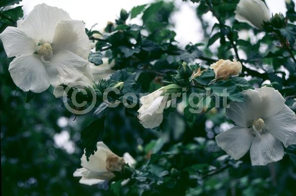 White blooms; Deciduous; Broadleaf