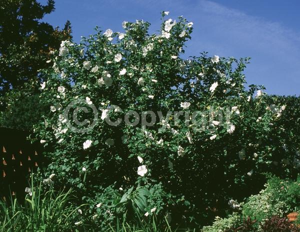 White blooms; Deciduous; Broadleaf