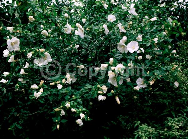 White blooms; Deciduous; Broadleaf